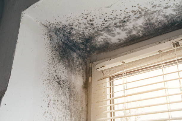 Affordable Hvac And Air Duct Mold Remediation solutions in Clinton, IL